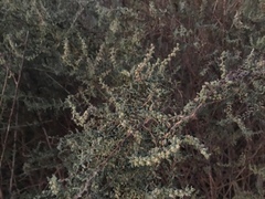 Suaeda suffrutescens