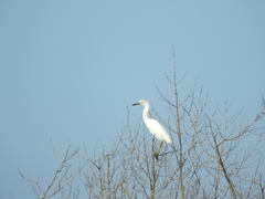 Egretta caerulea