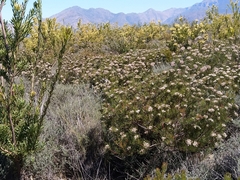 Leucadendron chamelaea
