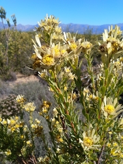 Leucadendron chamelaea
