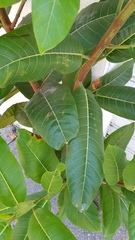 Ficus aurea