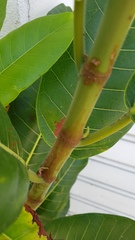 Ficus aurea