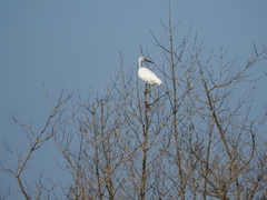 Egretta caerulea