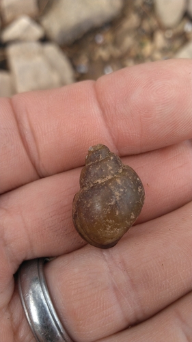 Campeloma geniculum