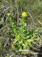 Helichrysum ruderale