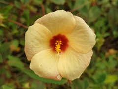 Peltaea riedelii