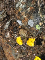 Ranunculus adoneus