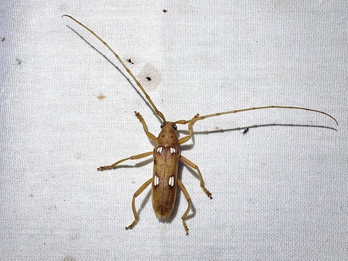 Ivory-marked Borer photo 2