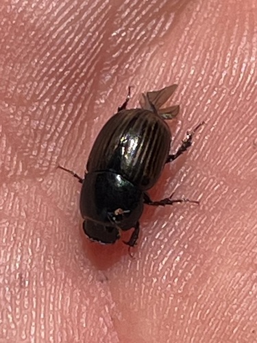 Diapterna hamata