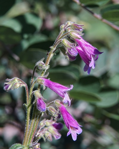 Metcalfe's Beardtongue (Penstemon metcalfei)