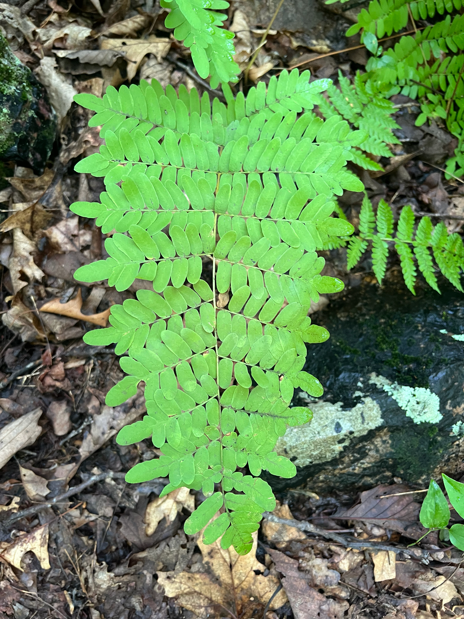 Osmunda ×