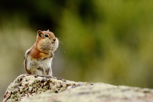 Common Golden-mantled Ground Squirrel photographed in Colorado