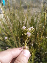 Leucadendron brunioides brunioides