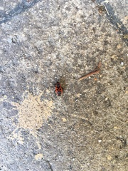 Pyrrhocoris apterus