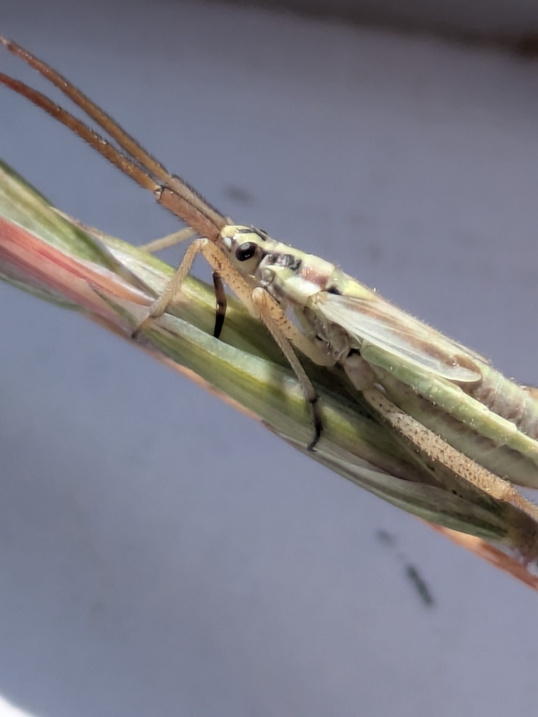 Winged and Once-winged Insects from Rio Blanco County, CO, USA on July ...