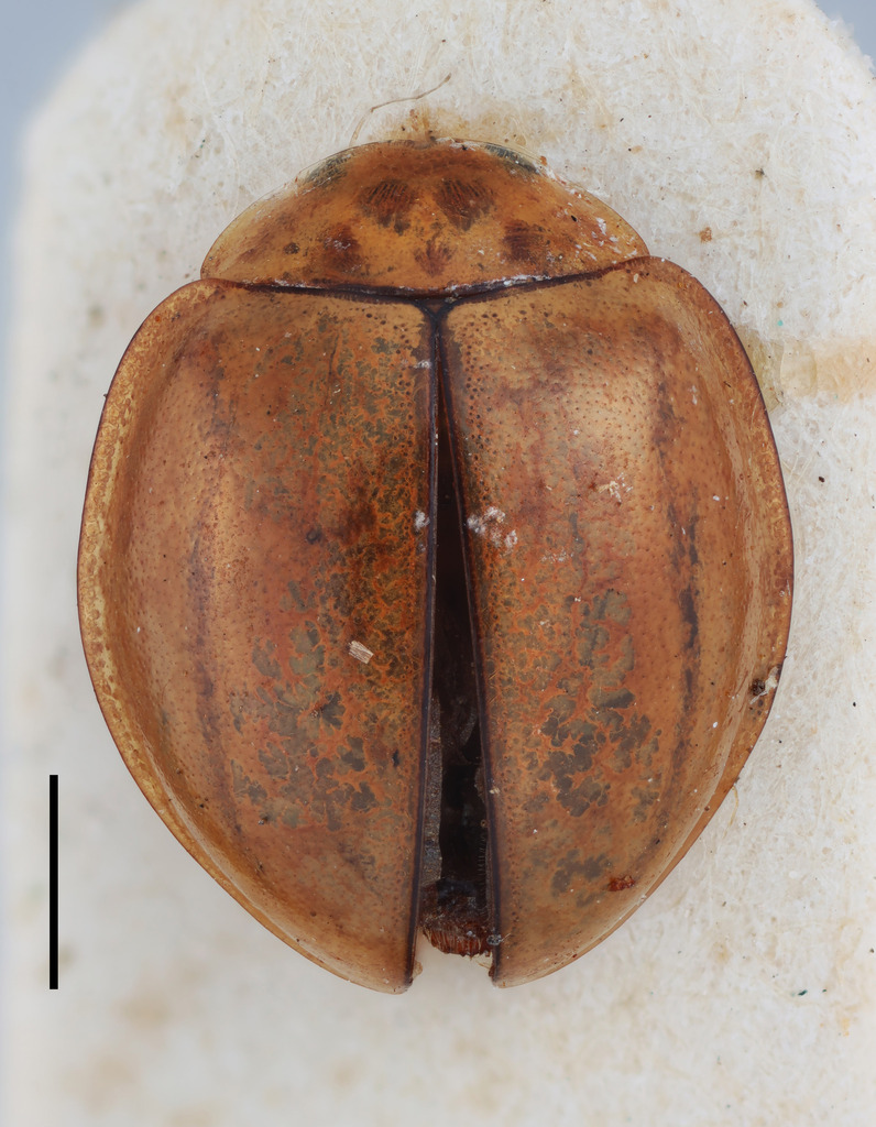 Declivitata usambarica