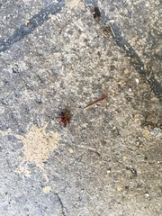 Pyrrhocoris apterus