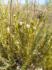 Leucadendron brunioides brunioides