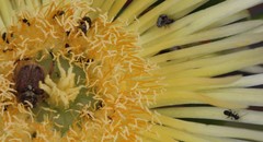 Urodontinae