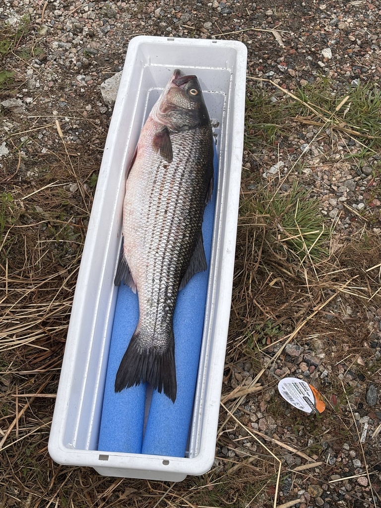Striped Bass