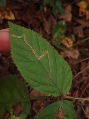 Stigmella villosella