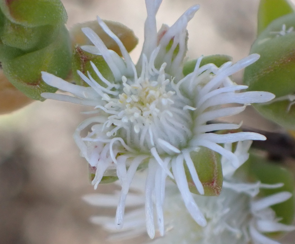 Drosanthemum praecultum