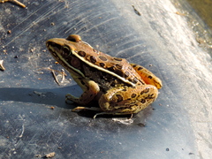 Lithobates magnaocularis