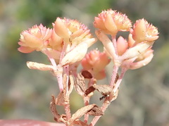 Crassula vaillantii