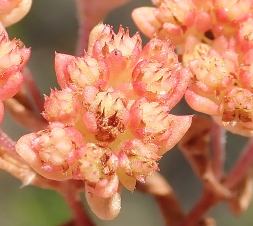 Crassula glomerata