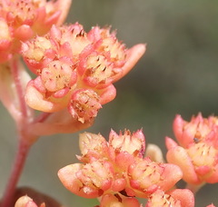 Crassula vaillantii
