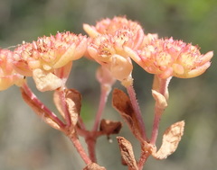 Crassula vaillantii