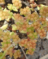 Crassula vaillantii