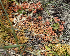 Crassula vaillantii