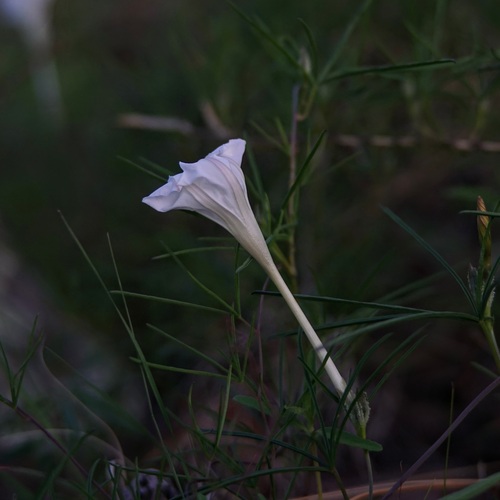 spiderflower (Ipomoea tenuiloba)