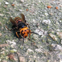 Vespa analis insularis