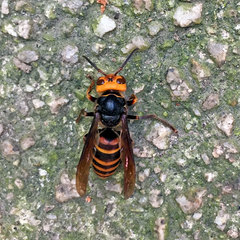 Vespa analis insularis