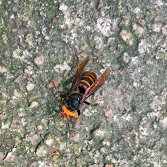 Vespa analis insularis