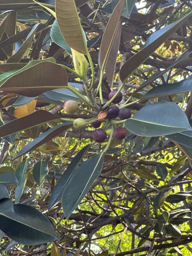 Ficus macrophylla observed 2025-07-25