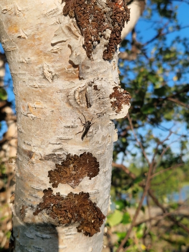 Rhadiurgus variabilis