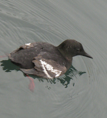 Cepphus grylle islandicus