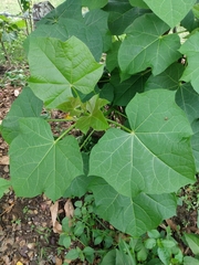 Jatropha curcas