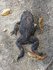 Bufo formosus