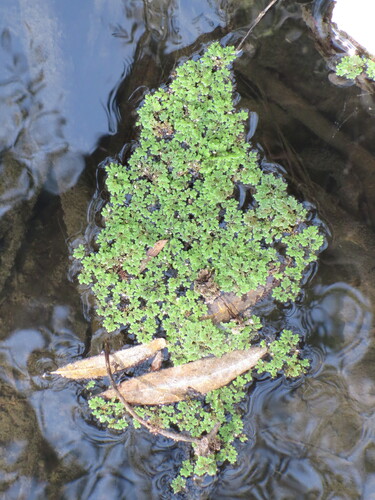 iNaturalist observation photo of water fern