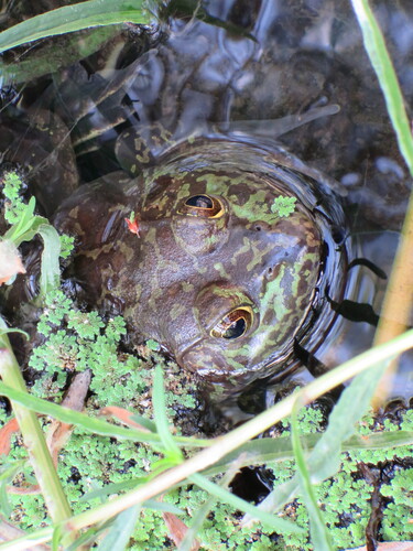 iNaturalist observation photo of American Bullfrog