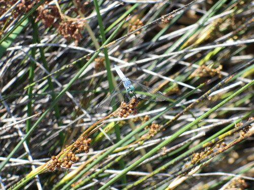iNaturalist observation photo of Blue Dasher