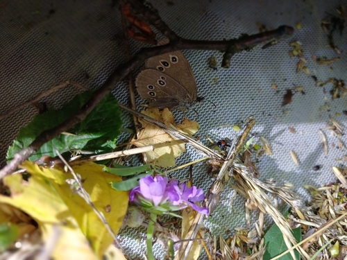 Ringlet