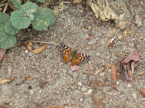 iNaturalist observation photo of West Coast Lady