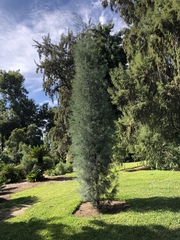 Cupressus guadalupensis