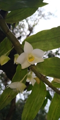 Dendrobium aqueum