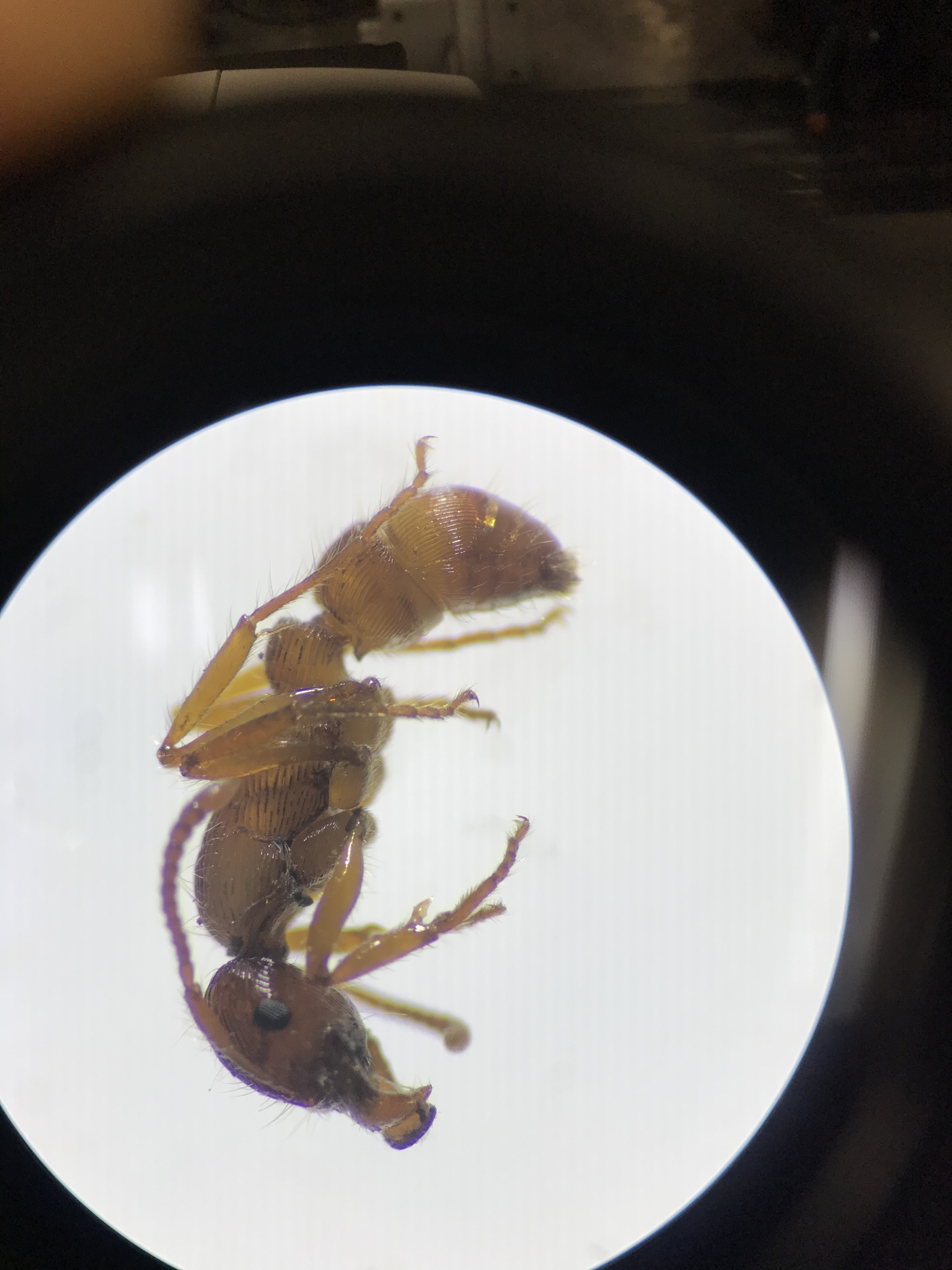 Gnamptogenys hartmani